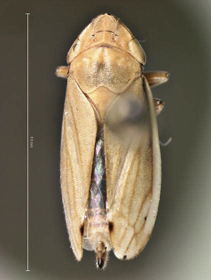 Cercopidae - Neophilaenus lineatus - BugGuide.Net