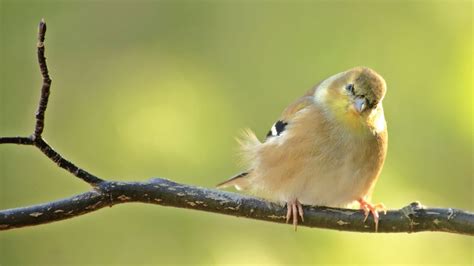 Goldfinch Eggs, Nests, Mating Rituals, And Nestlings