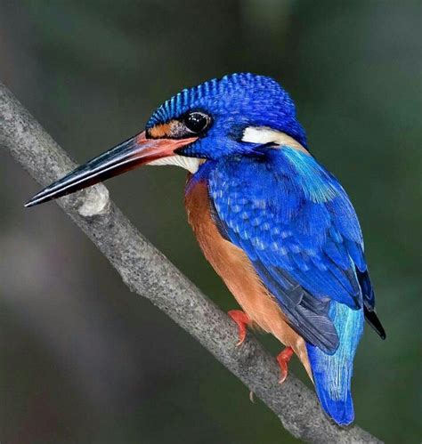 Blue eared Kingfisher | Kingfisher, Butterflies flying, Species