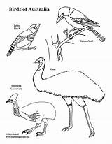 Australia Birds Coloring Emu Cassowary Zebra Finch Butcherbird sketch template