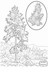 Redwood Tree Coloring Pages At GetColoringscom  Free Printable sketch template