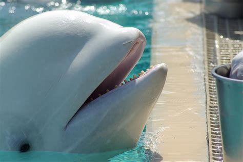 Beluga Teeth Photograph by Ginger Neier