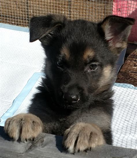 German Shepherd Puppies For Sale | Warren, MA #189096