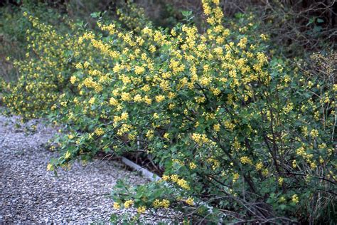 Ribes odoratum | Landscape Plants | Oregon State University