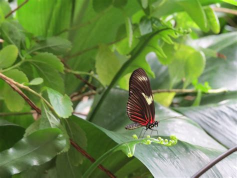 Cockrell Butterfly Center at The Houston Museum of Natural Science ...