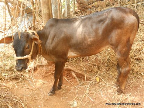 Why you should not buy a Vechur Dwarf Cow | Natural Farmers Kerala