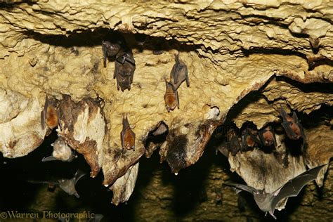 Bats roosting in the limestone caves at Tamana photo WP13030