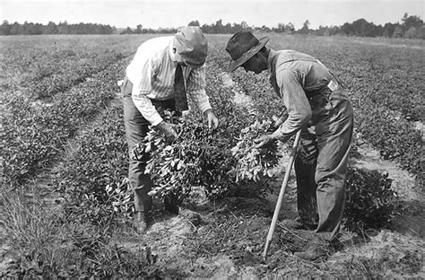 Photo Asset | A County Agent Inspects a Peanut Farmer's Crop | History ...