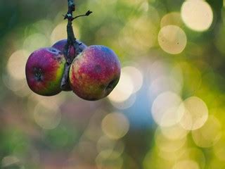 Garden Apple Bokeh | 30. Dezember 2019 | Tarbek - Schleswi… | Flickr