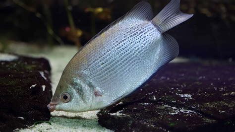 Kissing Gourami Pictures - AZ Animals