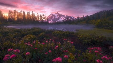 Flowers And Foliage Trees With Background Of Mountain And Cloudy Sky ...