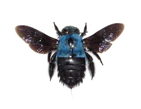 Xylocopa Caerulea Blue Carpenter Bee Bumblebee Indonesia - Etsy