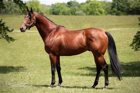 Chestnut Thoroughbred Stallion | Horse breeds, Horses, Western pleasure horses