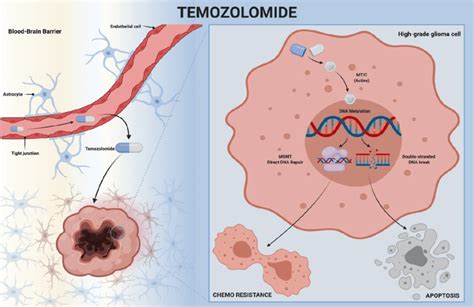 Temozolomide Mechanism Of Action