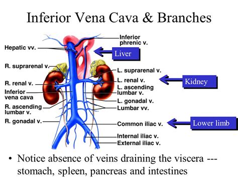 Inferior Vena Cava: Overview, Structure & Clinical Significance | Medical anatomy, Abdominal ...