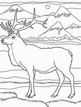 Elk Coloring Page sketch template