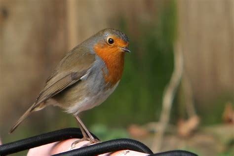 Free Robin Redbreast Stock Photo - FreeImages.com