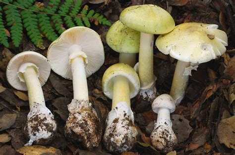 Bay Nature: Should I Worry About Death Cap Mushrooms in California?