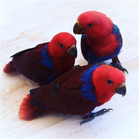 What makes an Eclectus Parrot a Great Pet? - Emerald Aviaries