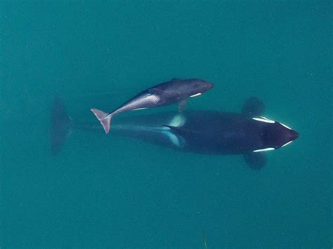 Killer whale miscarriages linked to low food supply | Encyclopedia of Puget Sound