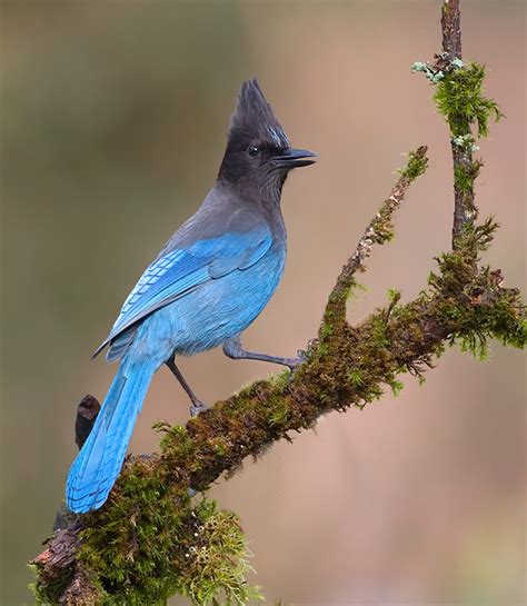 Those Raucous Jays | BirdNote