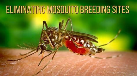 Eliminating Mosquito Breeding Sites - YouTube