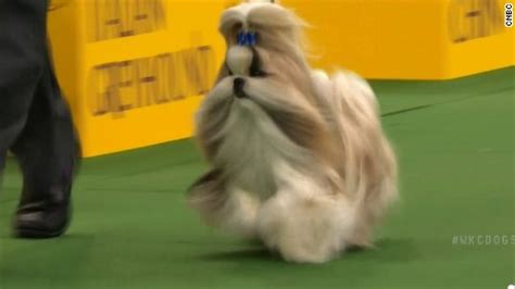 Patty Hearst's dog nabs win at Westminster - CNN