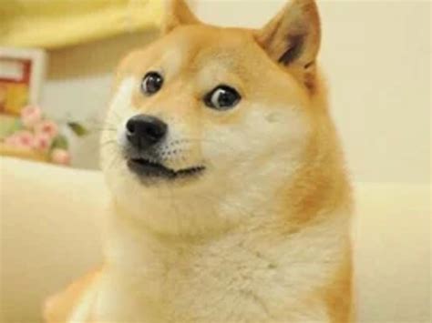 Perro Shiba Inu de los memes enfermo