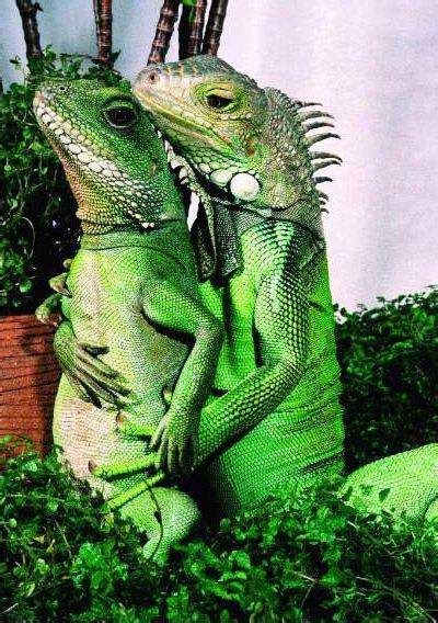 Awwww, it's a reptilian romance! Another one by Lizardlover. | Humor divertido sobre animales ...