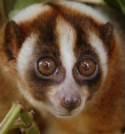 Slow lorises: a pet trade horror story | Slow loris, Most beautiful ...