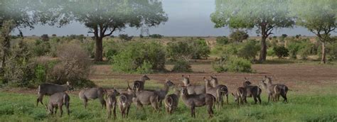 Tsavo West National Park