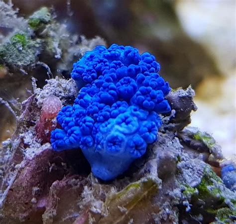 Smurf Polyps, An Enigmatic Blue Soft Coral