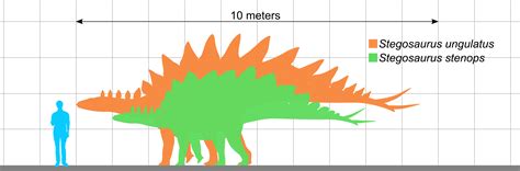 Stegosaurus size comparison by koprX on DeviantArt