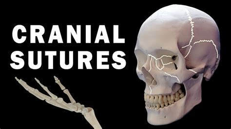 CRANIAL SUTURES ANATOMY - YouTube