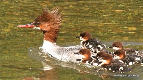 Hoosic River Host to Mother Merganser and Ducklings / iBerkshires.com - The Berkshires online ...