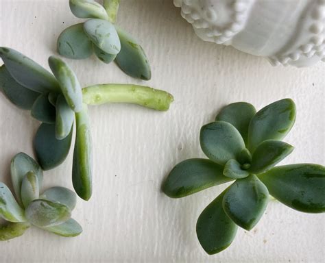 Succulent cuttings | Succulent cuttings, Succulents, Plants