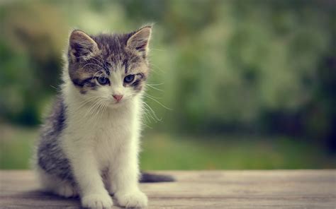 Cute Baby Cats Wallpapers Pc 995it14 Markinternational - Cute Kitten ...