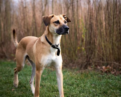 Black Mouth Cur and German Shepherd Mix: Everything You Need to Know ...