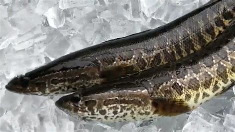 Snakehead fish - repchlist