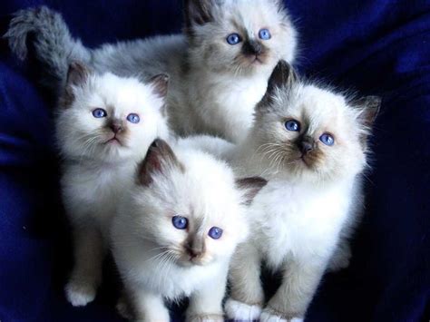 Birman Cat Info, History, Personality, Kittens, Diet, Picture