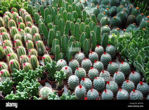 Collection of small Cacti Stock Photo - Alamy