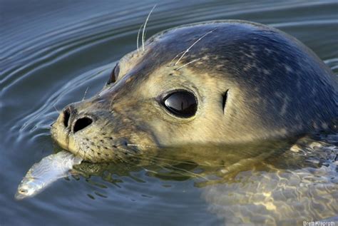 Photo of the Day: Atlantic Harbor Seal • The National Wildlife Federation Blog : The National ...