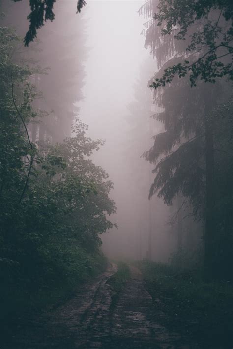 Foggy Forest (by Sebastian Fischer) | Foggy forest, Gothic landscape, Scenery photography