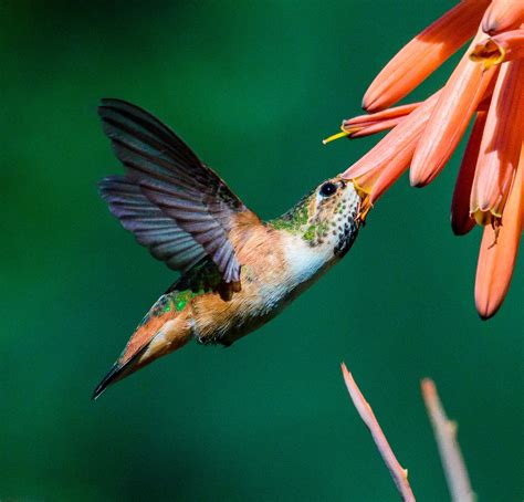 Allen's Hummingbird | Audubon Field Guide