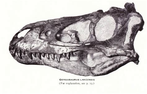 The Origin of a Little Tyrant | Science | Smithsonian