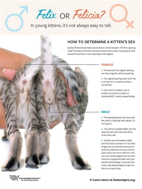 Fact sheet how to determine a kitten s sex – Artofit