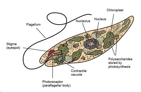 Flagellates - Advanced ( Read ) | Biology | CK-12 Foundation