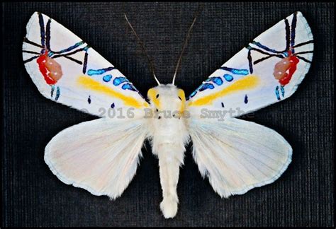 Baorisa Hieroglyphica(Picasso Moth) -Male | Bellos insectos, Arte de ...