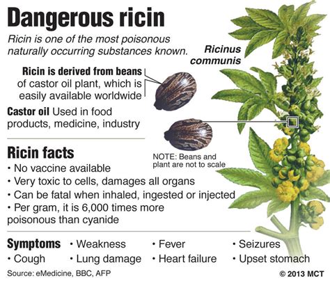 Ricin; Castor Bean Lectin; Lectin, Castor Bean; Lectin, Ricinus