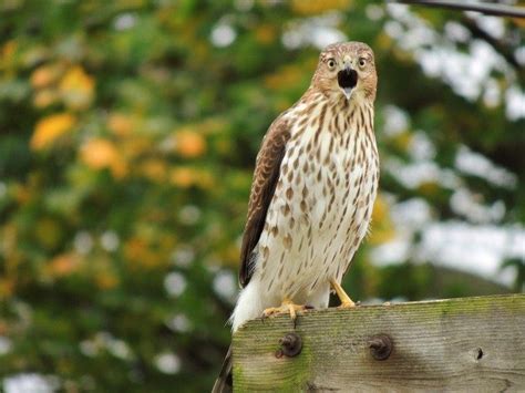 Coopers Hawk - Birds and Blooms